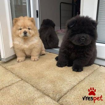 Ράτσα: Τσόου Τσόου - Chow chow | Ηλικία: 2,5 μηνών | Φύλο: Θηλυκό | Αρ. Microchip: 978101382345678 | Ιδιώτης | Εκπαιδευμένο | Pedigree | Περιοχή: Αθήνα, Αττική